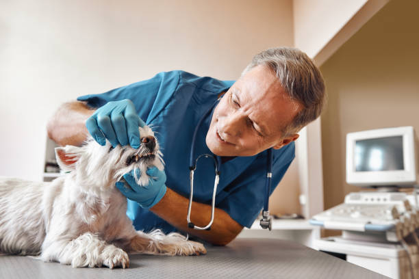Best Emergency Denture Repair in Basking Ridge, NJ